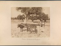 Kat-Nr.617  Kat-Nr.617- Photobestand Vasel, Beschriftung Photo: Payson des plaines de la Judée labourant son champs [.] Bonfils, Beschriftung Vasel: Palästina: Landbewohner das Feld pflügend.