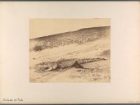 Kat-Nr.637  Kat-Nr.637- Photobestand Hohnhorst,Bezeichnet: ZL III 1800, ZL III 1796/1854: 1894/5, 59 Photographien mit Ansichten von Ortschaften, Bauwerken u.s.w. in Ägypten, Vermächtnis der Frau Baronin v. Hohnhorst hieselbst, Beschriftung Hohnhorst: Krokodil des Nils. : Repro: Jutta Streitfellner